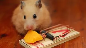Vis vis mouse-ul Interpretarea asta înseamnă și ce vise