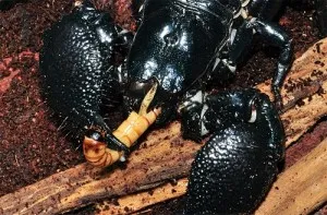 Conținutul unui scorpion la domiciliu