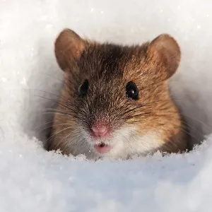 Vis vis mouse-ul Interpretarea asta înseamnă și ce vise