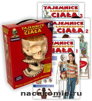 Se colectează și cunosc corpul uman (asamblare schelet) - toate detaliile - colectare DeAgostini