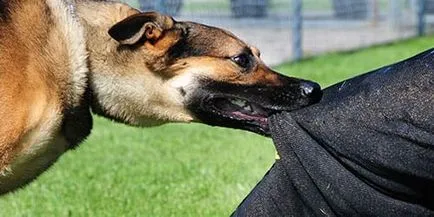 Vis Interpretarea mușcat de un câine ce vise mușcat de un câine într-un vis (ce) Vis Interpretarea mușcat de un câine ce vise mușcat de un câine într-un vis