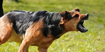 Vis Interpretarea mușcat de un câine ce vise mușcat de un câine într-un vis (vis) Vis Interpretarea mușcat de un câine ce vise mușcat de un câine într-un vis