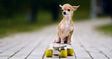 Chihuahua de câine - caracteristici de rasă, natura argumentelor pro și contra (în special) Chihuahua de câine - caracteristici de rasă, natura argumentelor pro și contra