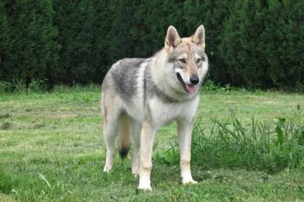 Câine-lup - numele rasei