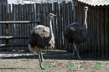 Cuprins, cultivarea și creșterea de struți din casa foto și video de îngrijire (condiții) Cuprins, cultivarea și creșterea de struți din casa foto și video de îngrijire
