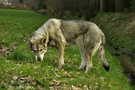 Câine-lup și roca lup similare la lista cu imagini, „da laba“