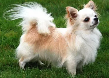 Chihuahua de câine - caracteristici de rasă, natura argumentelor pro și contra (roca) Chihuahua de câine - caracteristici de rasă, natura argumentelor pro și contra
