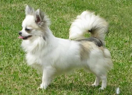 Chihuahua de câine - caracteristici de rasă, natura argumentelor pro și contra (caracter) Chihuahua de câine - caracteristici de rasă, natura argumentelor pro și contra
