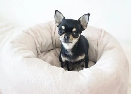 Chihuahua de câine - caracteristici de rasă, natura argumentelor pro și contra (Chihuahua) Chihuahua de câine - caracteristici de rasă, natura argumentelor pro și contra