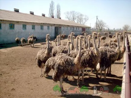 Cuprins, cultivarea și creșterea de struți din casa foto și video de îngrijire (condiții) Cuprins, cultivarea și creșterea de struți din casa foto și video de îngrijire