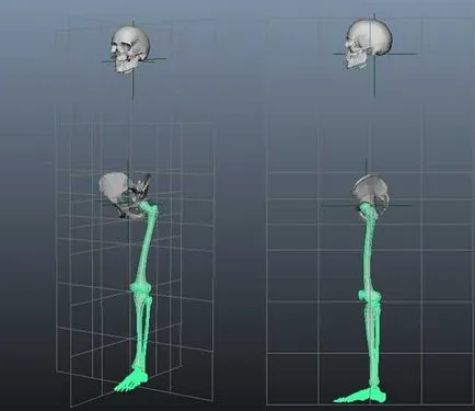 Punerea schelet uman 3d - atelier de creație Igorya Petunina