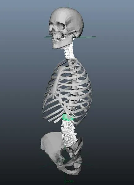 Punerea schelet uman 3d - atelier de creație Igorya Petunina