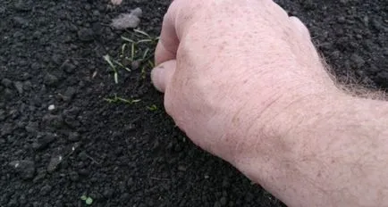 Sfaturi de la grădinari cu experiență pe morcovi în creștere (frigider uscat fluidității) Sfaturi de la gradinari cu experiență pe morcovi în creștere