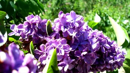 Salvați un buchet de liliac tăiat în mod corespunzător off, pus în apă, să aibă grijă și reanimării - totul despre casa - (lila) Salvați un buchet de liliac tăiat în mod corespunzător off, pus în apă, să aibă grijă și reanimării - totul despre casa -