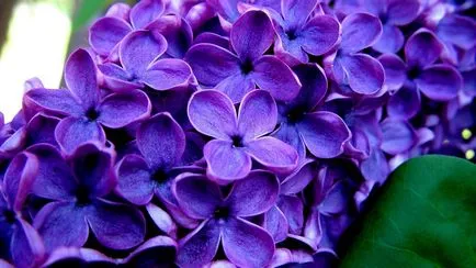 Salvați un buchet de liliac tăiat în mod corespunzător off, pus în apă, să aibă grijă și reanimării - totul despre casa - (decupate) Salvați un buchet de liliac tăiat în mod corespunzător off, pus în apă, să aibă grijă și reanimării - totul despre casa -