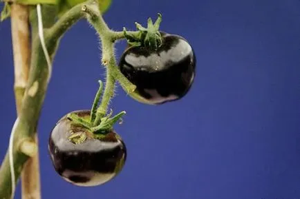 soiuri de tomate negre