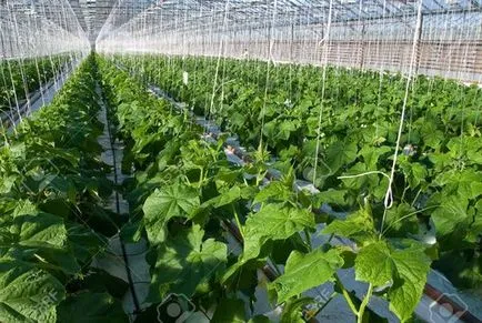 Soiuri și hibrizi de castravete într-o seră pentru factorii în creștere influențează alegerea semințelor