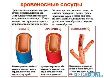 cauze vasculare boli, tipuri, tratament și prevenție, funcția vasculară (e) pentru Cauzele bolilor vasculare, tipuri, tratamentul și prevenirea, funcția vasculară
