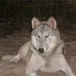 Listă de câine rase similare cu lupi