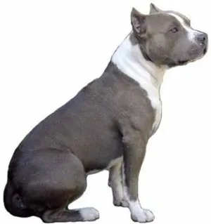 Staffordshire Terrier sau American Staffordshire Terrier, Staf - totul despre rasa pentru novice
