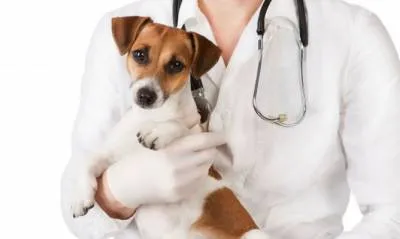 câini de sterilizare de îngrijire după o intervenție chirurgicală (după sterilizare câine) câini de sterilizare de îngrijire după operație