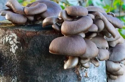 Metode de cultivare Oyster în țară (casă de țară) Modalități de a crește ciuperci stridie la cabana