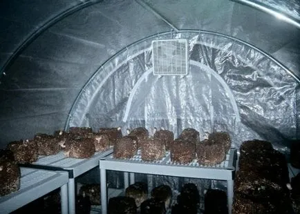 Metode de cultivare stridie în țară (metode) Modalități de a crește ciuperci stridie la cabana