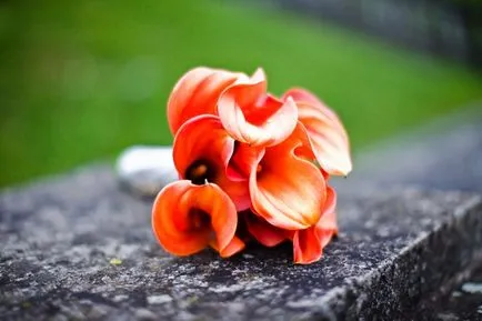 Buchet de mireasa calla Picture
