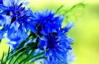 cercurile intunecate de sub ochi, cauze, mijloace, cum de a elimina cercurile albastru negru, întuneric (cum să eliminați cercurile) cercurile intunecate de sub ochi, cauze, mijloace, cum să eliminați cercurile albastru negru, întuneric