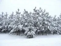 Densitatea de masă (greutatea specifică) din lemn
