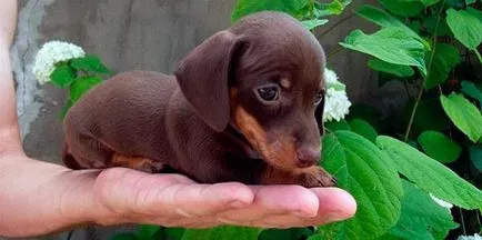 Dachshund - fotografii, descriere, natura, conținutul, produse alimentare, cumpara (contra cost) Dachshund - Fotografii, descriere, natura, conținutul, produse alimentare, cumpărare