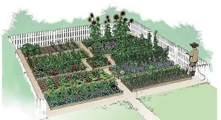 Dispunerea circuitului de legume și plante în grădină (poziția) Amenajarea circuitului de legume și plante în grădină