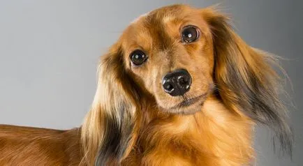 Teckel imagine Dachshund