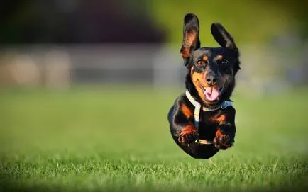 Teckel imagine Dachshund