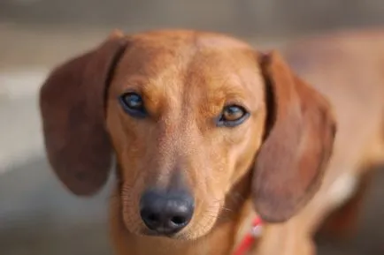 Teckel imagine Dachshund