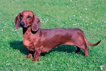 Dachshund - fotografii, descriere, natura, conținutul, produse alimentare, cumpara (produse alimentare) Dachshund - Fotografii, descriere, natura, conținutul, produse alimentare, cumpărare