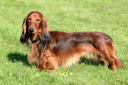 Teckel imagine Dachshund
