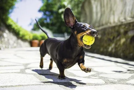 Teckel imagine Dachshund