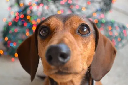 Teckel imagine Dachshund