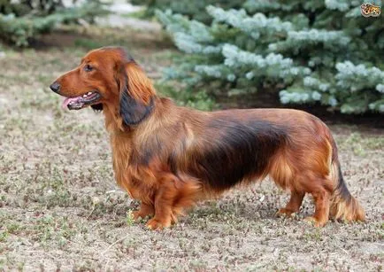 Teckel imagine Dachshund