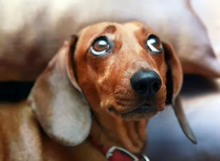 Teckel imagine Dachshund