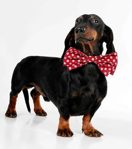 Dachshund - fotografii, descriere, natura, conținutul, produse alimentare, cumpara (produse alimentare) Dachshund - Fotografii, descriere, natura, conținutul, produse alimentare, cumpărare