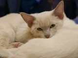 Tonkinese (Tonkinese) o descriere a rasei, fotografie, caracterul, proprietarii de pepinieră și comentarii