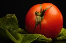 Tomate Sanya (Sanya) grad foto, descrierea și caracterizarea, randamentele reale, cultivare