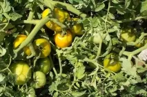 Tomate Sanya (Sanya) grad foto, descrierea și caracterizarea, randamentele reale, cultivare