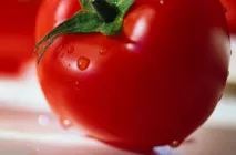 Tomate Sanya (Sanya) grad foto, descrierea și caracterizarea, randamentele reale, cultivare