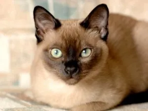 Tonkinese (Tonkinese) fotografii, pret, natura rasei, descriere, videoclip