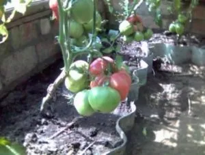 soiuri de tomate Alsou descriere fotografie recenzii grădinari (Alsu) soiuri de tomate Alsou descriere fotografie recenzii grădinari