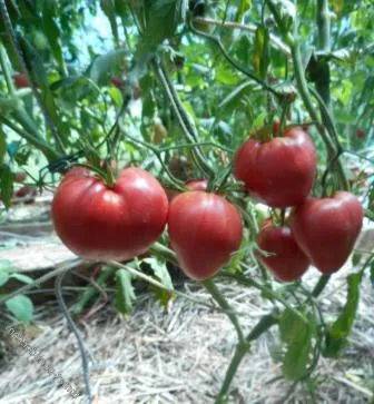 Tomate soiuri Alsou Descriere foto comentarii (poze) soiuri de tomate Alsou descriere fotografie recenzii