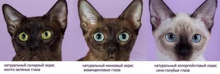 Tonkinese (Tonkinese) fotografii, video, despre rasa, îngrijirea